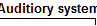  Auditiory system 
